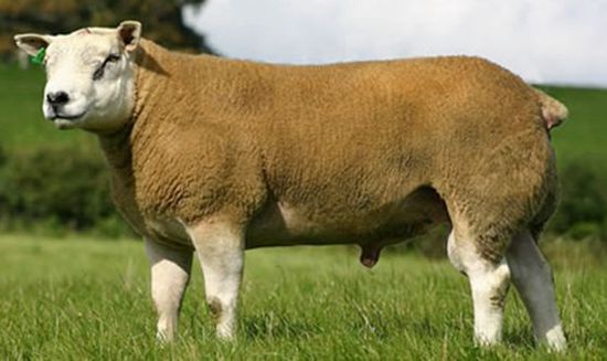 1 产地及分布 德克塞尔羊源于荷兰北海岸的德克塞尔岛的老德克塞尔羊
