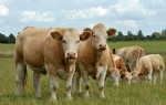 Beef Cattle-Simmental