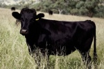 Beef Cattle-Japanese Wagyu