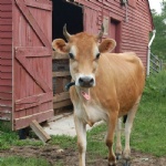 Dairy Cow-Jersey