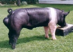 Swine-Hampshire