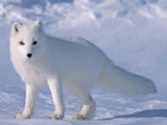 Arctic fox