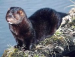 Amercian Mink