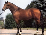 Warmblood horse