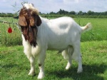 Boer goats